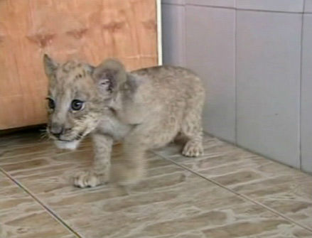 A set of tigon cubs in China are the offspring...