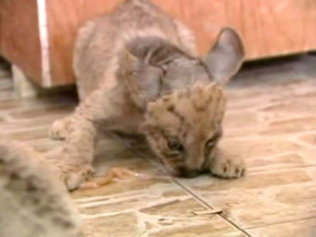 A set of tigon cubs in China are the offspring of a lioness named Mary and her tiger mate.