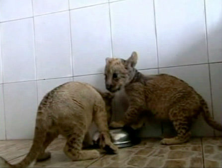 A set of tigon cubs in China are the offspring...