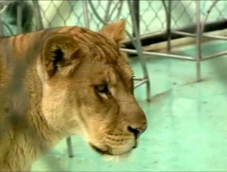 A set of tigon cubs in China are the offspring...