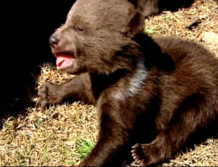 A trio of rare cubs recently made their debut at...