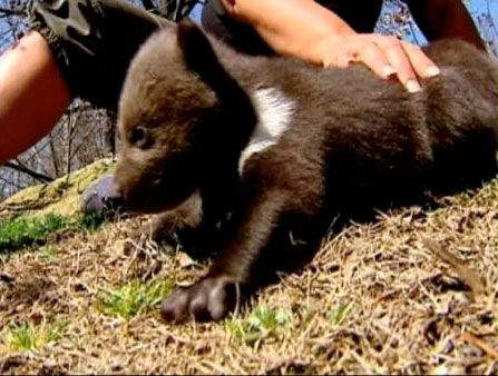 A trio of rare cubs recently made their debut at...
