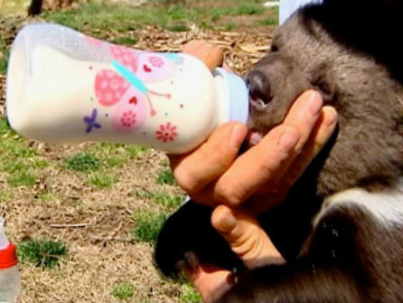 A trio of rare cubs recently made their debut at a South Carolina zoo.