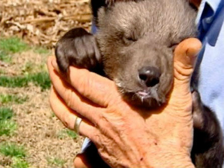 A trio of rare cubs recently made their debut at...