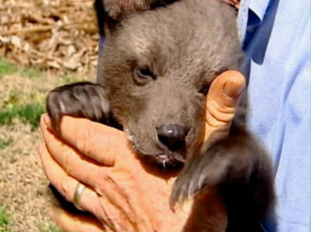 A trio of rare cubs recently made their debut at...