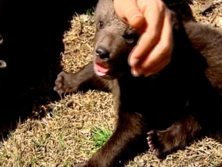 A trio of rare cubs recently made their debut at...