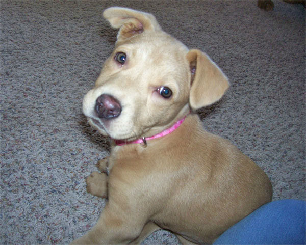 AC7 viewer sam Azuela posted this photo of her puppy on our Facebook page.