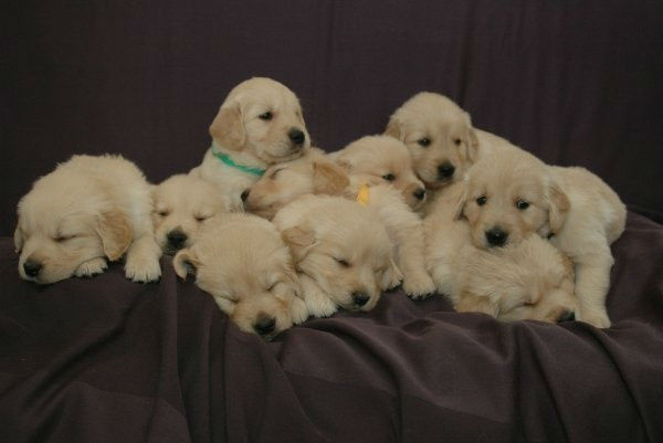 A photo from Terri Maass of her puppies.