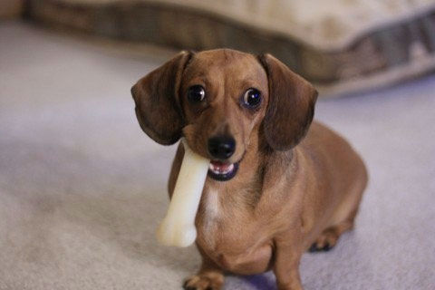 A photo from Nina Sarreal of her puppy Alison.