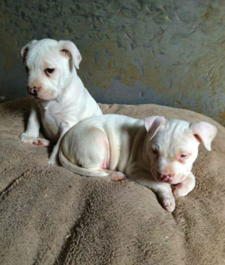 A photo from Rhonda Botchan of her pups Angel...
