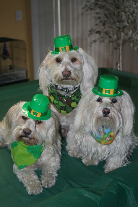 A photo from Indra Harris of her pups Bailey, Bandit and Brie.