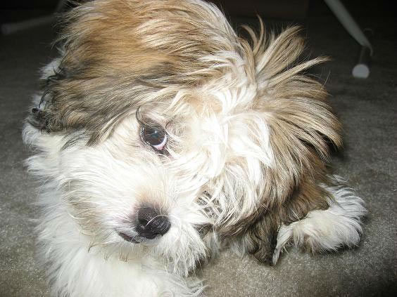 A photo from Christina Swanson of her puppy...