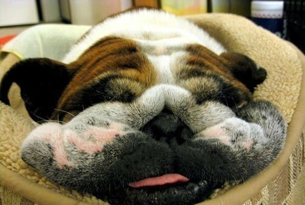 A photo from Robin Watson of her puppy Daphne.