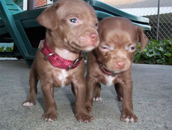A photo from Chris Sherwood of his puppies...