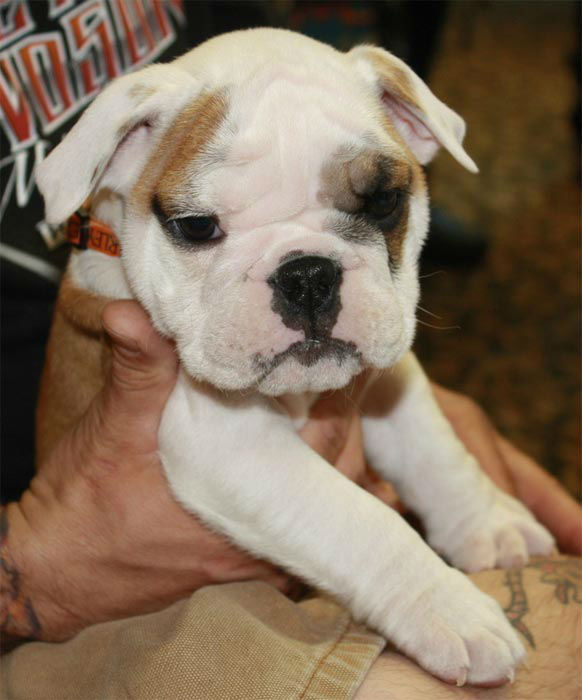 A photo from Susan Rose of her puppy Meatball.