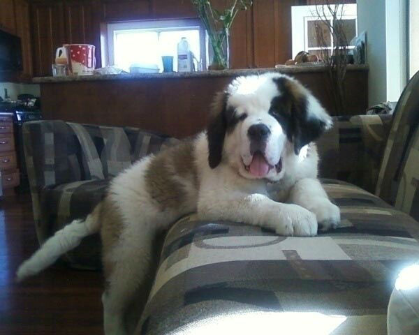 A photo from Claudia Camacho of her puppy Ozzy.
