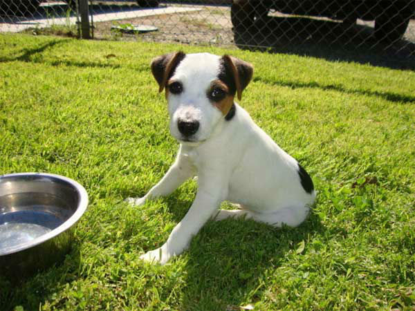 A photo from Cory Caywood of his puppy Woody.