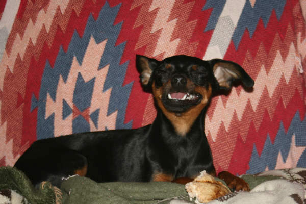 ABC7 viewer Cindi Noll posted this photo of her puppy Zulu on our Facebook page.