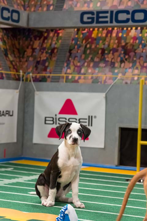 A dog plays on the field during Animal Planet's...