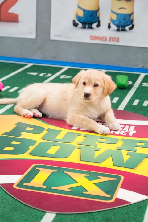A dog plays on the field during Animal Planet's...