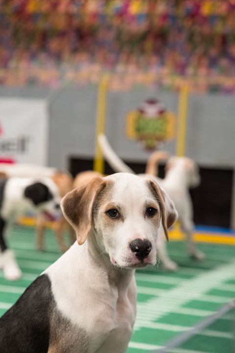 Dogs play on the field during Animal Planet's...