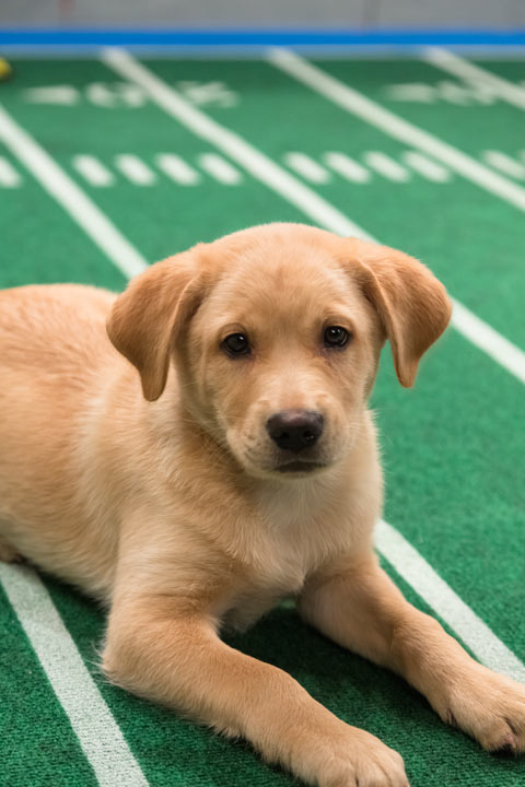 A dog plays on the field during Animal Planet's...