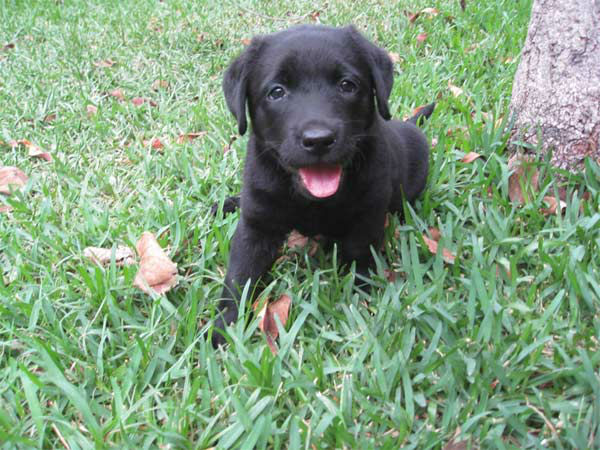 Sara Oremnyi posted this picture of her puppy...