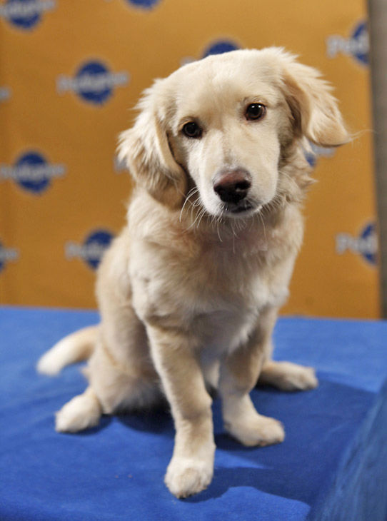 Animal Planet provided KABC-TV this image of Amy, an 18-month-old Golden Retriever-Corgi mix from the Annapolis Dog Rescue.