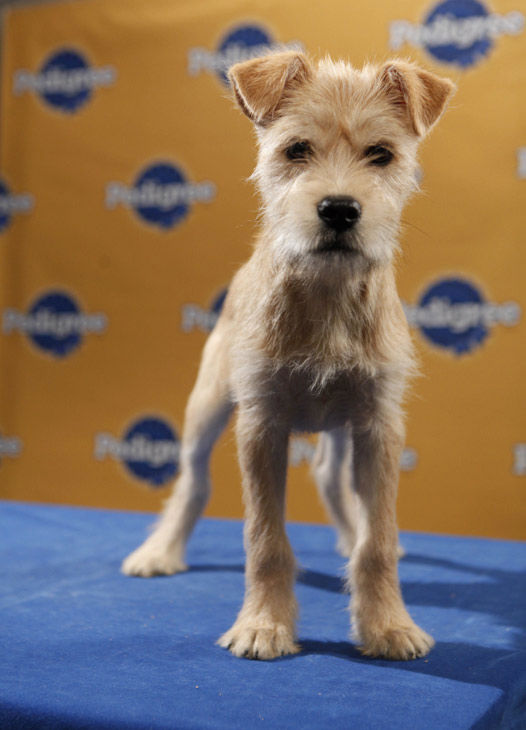 Animal Planet provided KABC-TV this image of...