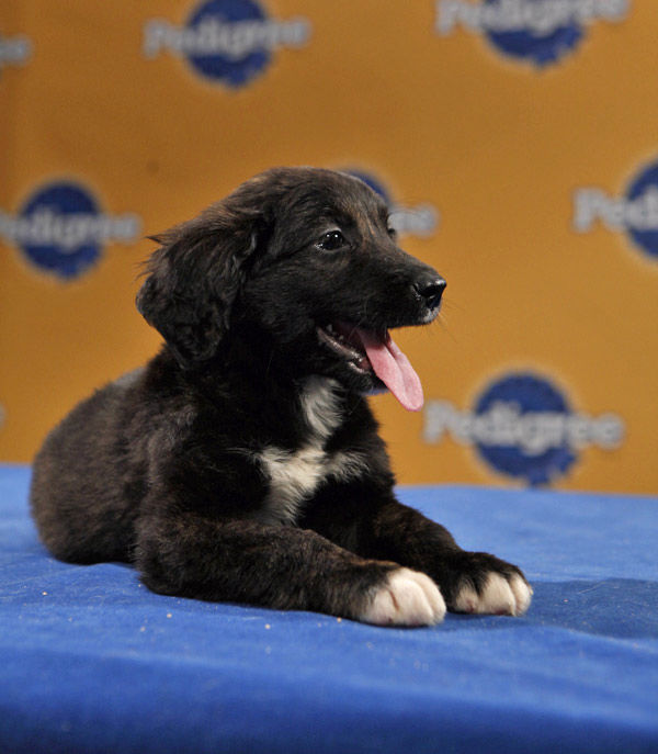 Animal Planet provided KABC-TV this image of...