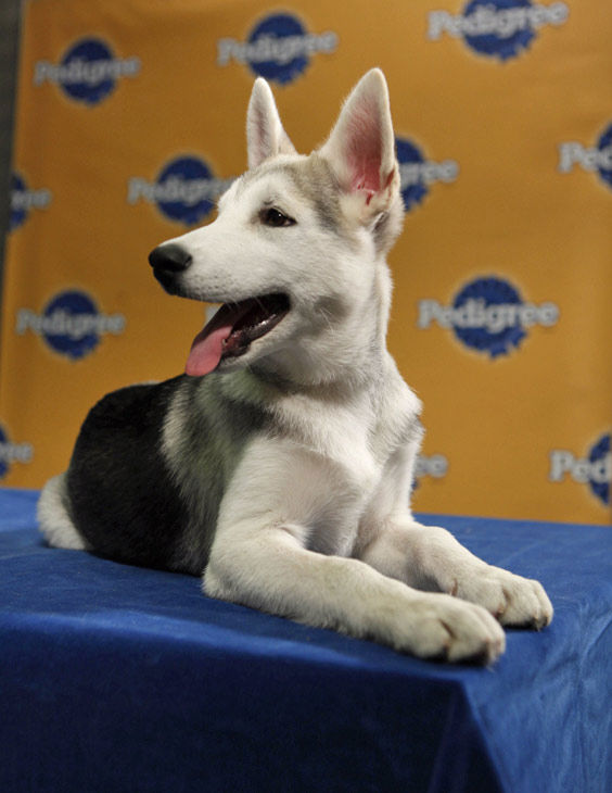 Animal Planet provided KABC-TV this image of...