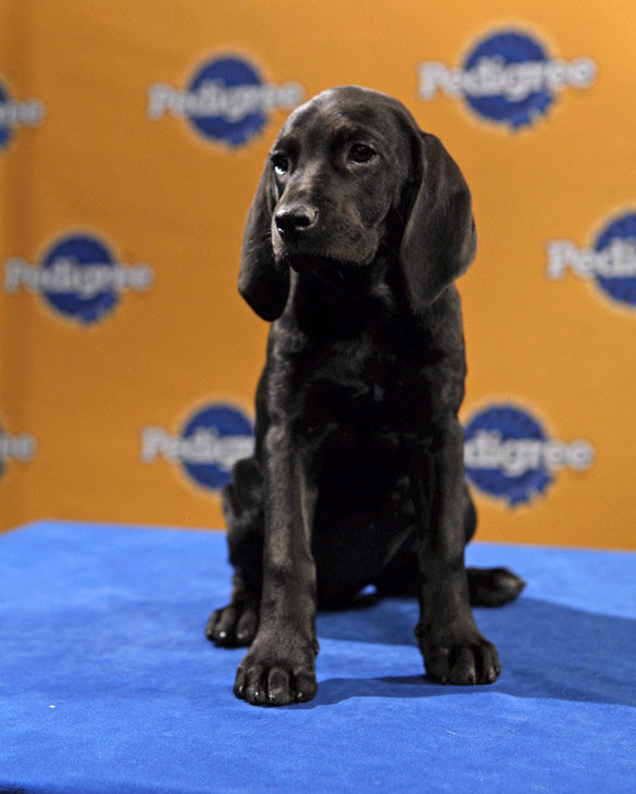 Animal Planet provided KABC-TV this image of...