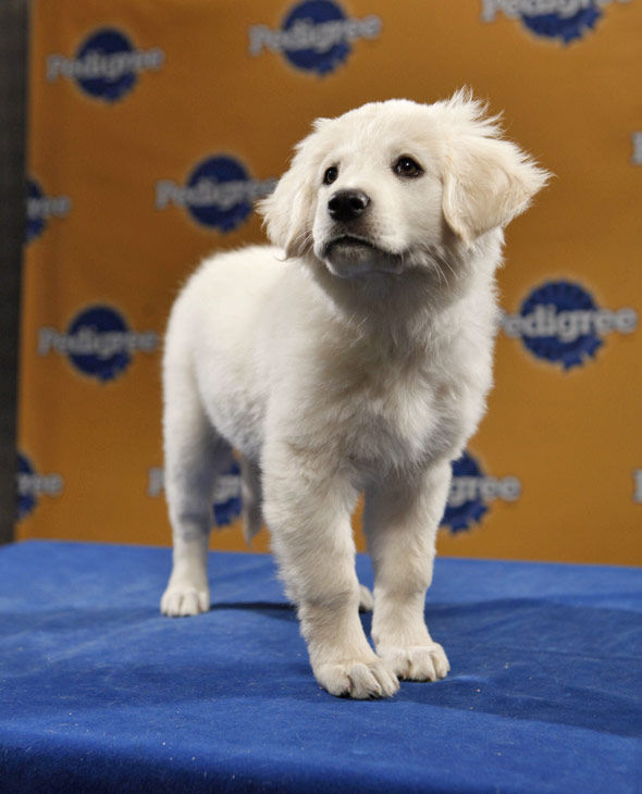 Animal Planet provided KABC-TV this image of...