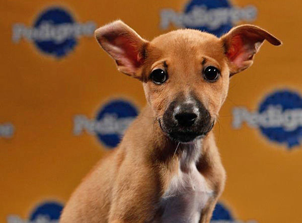Animal Planet provided KABC-TV this image of...