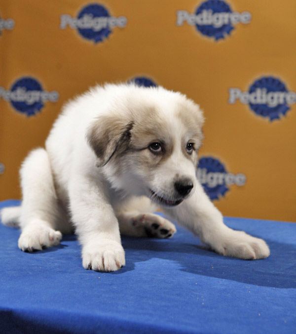 Animal Planet provided KABC-TV this image of...