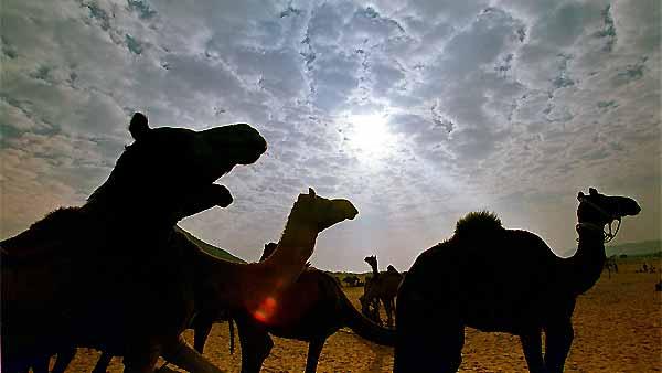 Camels