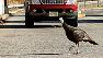 A wild turkey walks across the toll booths at exit 14B of the New Jersey Turnpike