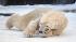 Polar bear Vilma frolics in the snow of the polar bear enclosure of the zoo in Rostock, northern Germany.