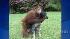 An orangutan and dog formed an unlikely bond in...