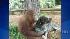 An orangutan and dog formed an unlikely bond in...