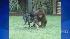 An orangutan and dog formed an unlikely bond in...