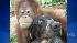 An orangutan and dog formed an unlikely bond in...