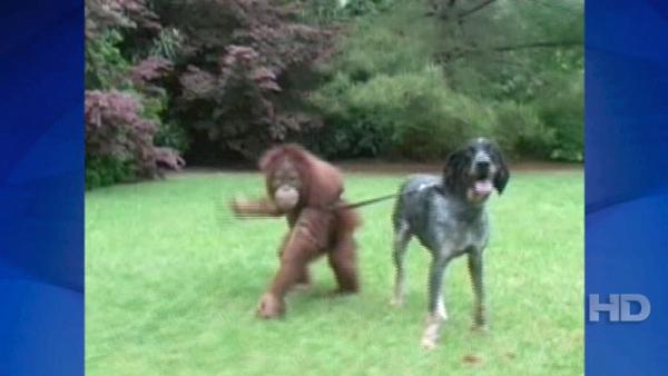 An orangutan and dog formed an unlikely bond in Myrtle Beach, South Carolina.