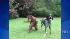 An orangutan and dog formed an unlikely bond in...