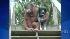 An orangutan and dog formed an unlikely bond in...