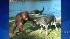 An orangutan and dog formed an unlikely bond in...