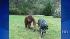 An orangutan and dog formed an unlikely bond in...