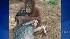 An orangutan and dog formed an unlikely bond in...