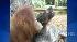 An orangutan and dog formed an unlikely bond in...