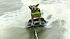 Chibi the dog from Florida likes to live life to the fullest and enjoys cruising around town on his own motorcycle and water skiing.